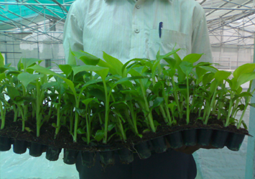 Tissue Culture Banana Plants