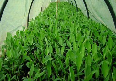 Tissue Culture Banana Plants