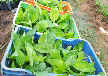 Tissue Culture Banana Plants