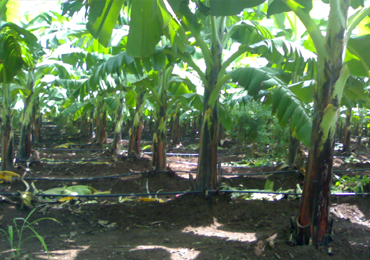 Tissue Culture Banana Plants