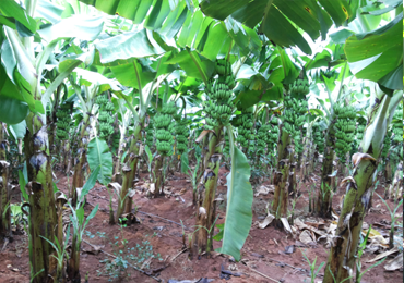 Tissue Culture Banana Plants