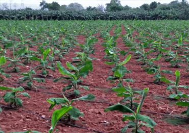 Tissue Culture Banana Plants