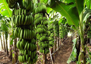 Tissue Culture Banana Plants